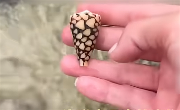 海洋中的“绝命毒师”！女网红海边徒手捡起致命鸡心螺