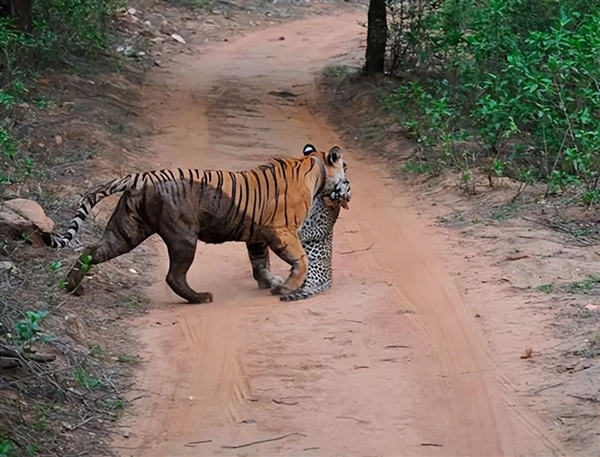 为什么地球上一任霸主恐龙具有多样性 而现在的人类只有一种呢