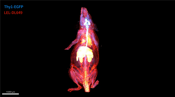 太科幻！我国科学家首次实现小鼠全身“高清全景成像”：单根神经纤维清晰可见