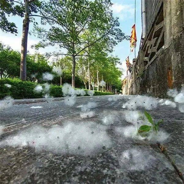 你的车可能真会被防虫网闷死!