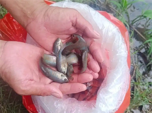 佛山5200条“灭蚊鱼”上岗:以蚊卵及蚊幼虫为食