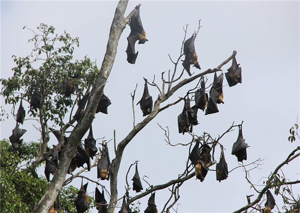 女子拍星空时一只蝙蝠突然飞进嘴里：打狂犬疫苗花了2万美元