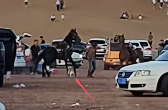 没栓绳的法斗犬景区内咬马致游客坠落：被马飞起一脚踢废