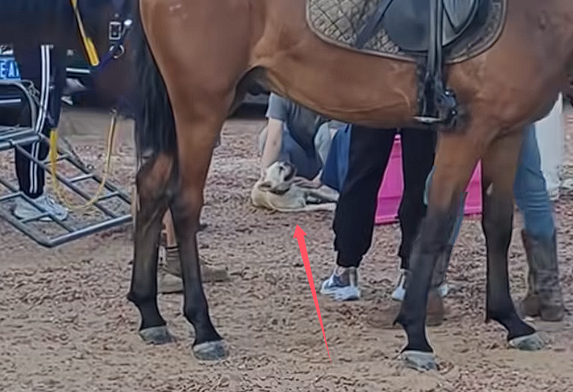 没栓绳的法斗犬景区内咬马致游客坠落：被马飞起一脚踢废