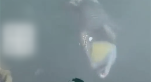 日本冲绳海港出现凶猛鱼类面目狰狞 俗称“泰坦炮弹”