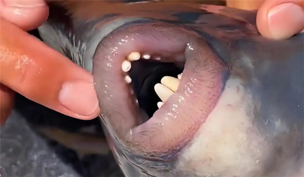 日本冲绳海港出现凶猛鱼类面目狰狞 俗称“泰坦炮弹”