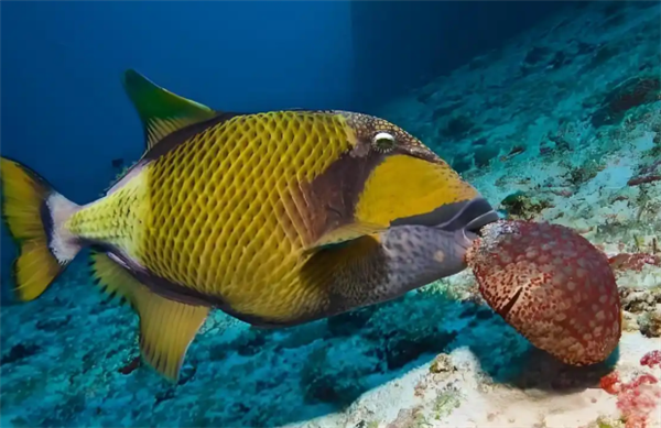 日本冲绳海港出现凶猛鱼类面目狰狞 俗称“泰坦炮弹”