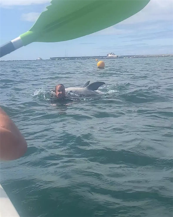英国海湾一只网红海豚试图淹死游泳女子：四次跳到背上去