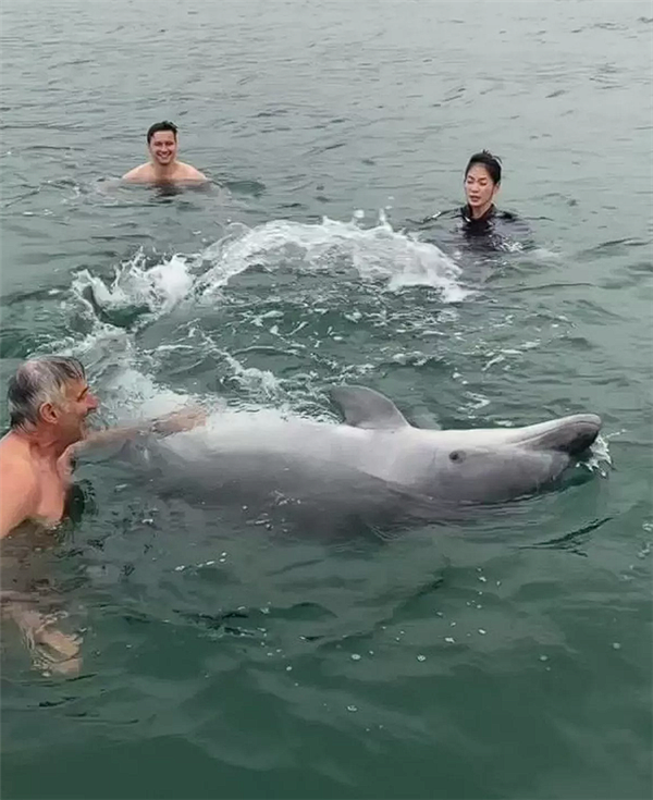 英国海湾一只网红海豚试图淹死游泳女子：四次跳到背上去