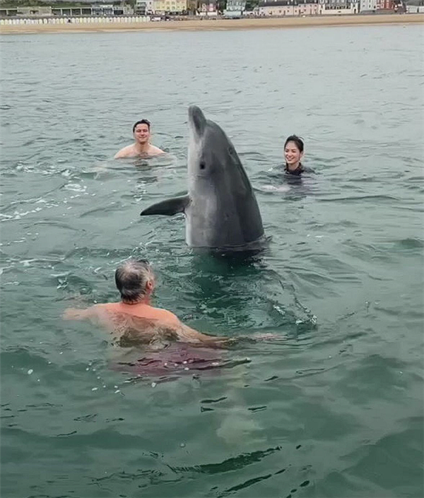 英国海湾一只网红海豚试图淹死游泳女子：四次跳到背上去