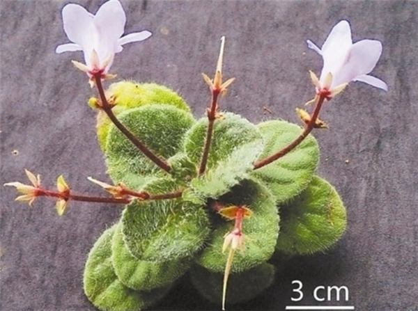 广西发现极度濒危新物种：全州报春苣苔