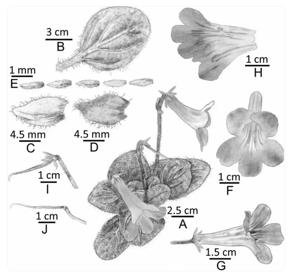 广西发现极度濒危新物种：全州报春苣苔