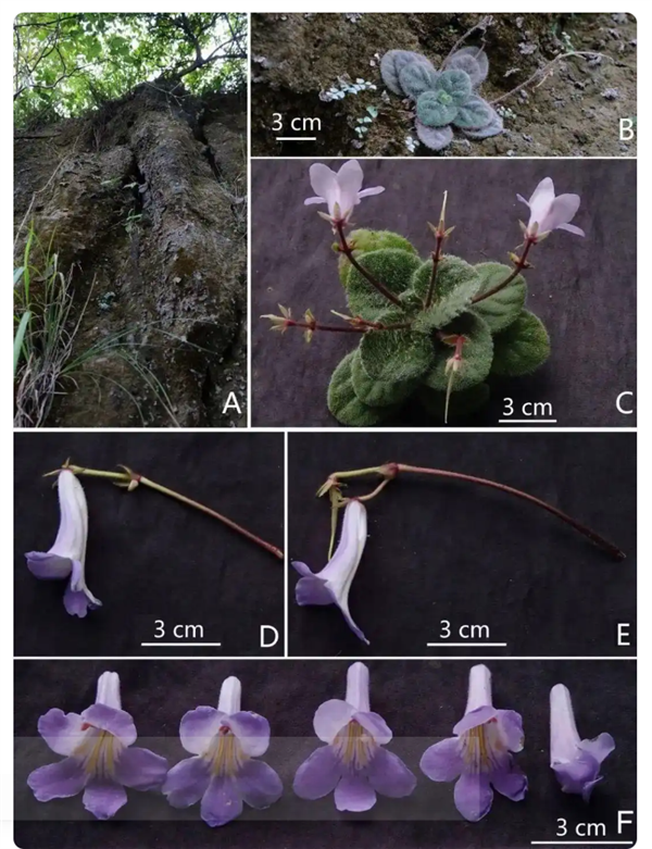 广西发现极度濒危新物种：全州报春苣苔