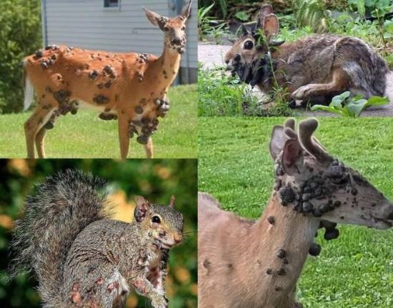 “僵尸松鼠”“触手兔”后 美国又发现“变异鹿”：网友热议美国病毒如此泛滥了吗