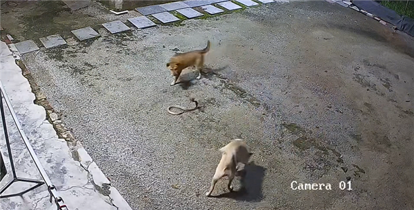 监控下的一幕!两只狗大战眼镜蛇:一只佯攻 一只偷袭