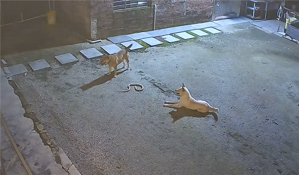 监控下的一幕!两只狗大战眼镜蛇:一只佯攻 一只偷袭