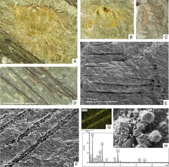 4.36亿年前的远古生物 用刚毛保持“社交距离”