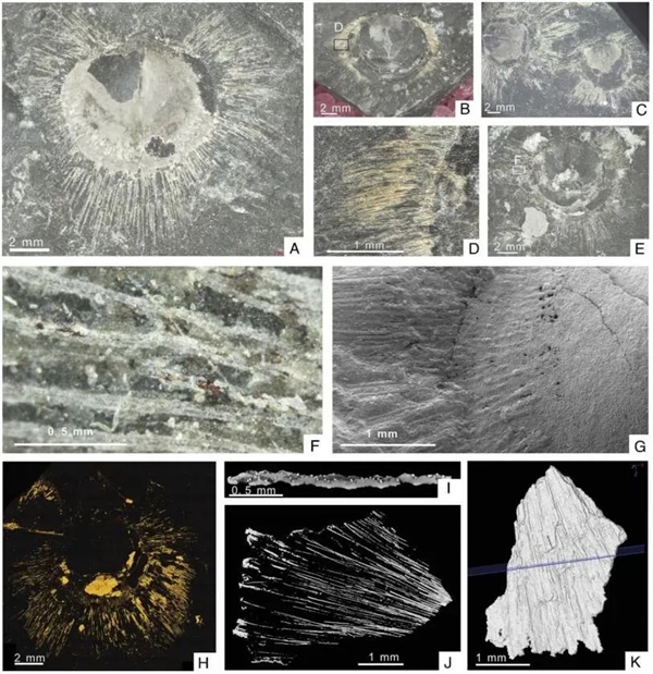 4.36亿年前的远古生物 用刚毛保持“社交距离”
