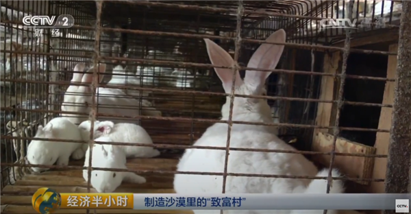 中国人靠着10万头黑猪 把沙壁整顿成了粮仓?