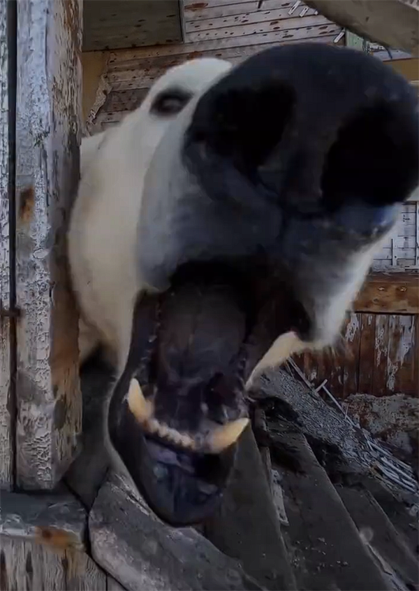 北极熊占领苏联废弃科考站：无人机拍下罕见画面