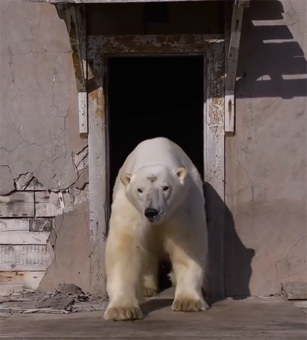 北极熊占领苏联废弃科考站：无人机拍下罕见画面