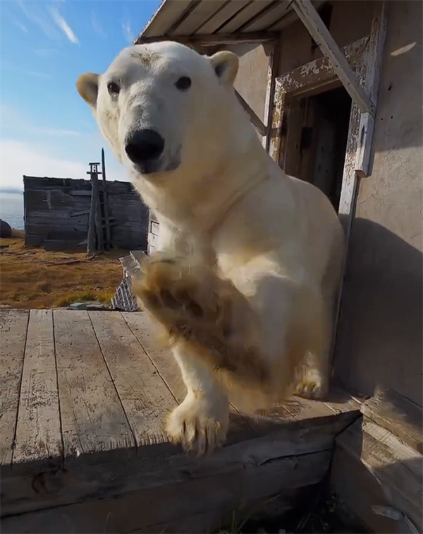 北极熊占领苏联废弃科考站：无人机拍下罕见画面