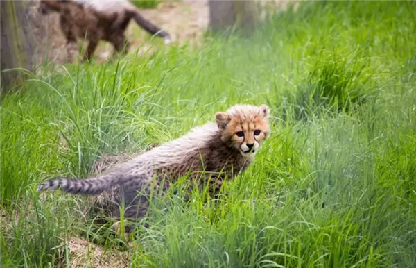 “平头哥”挑战两只老虎!为何蜜獾无所畏惧 它的战力究竟咋样