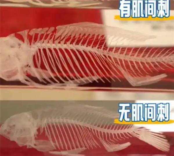 43岁女科学家培育世界首例无刺武昌鱼 有望两年内上市